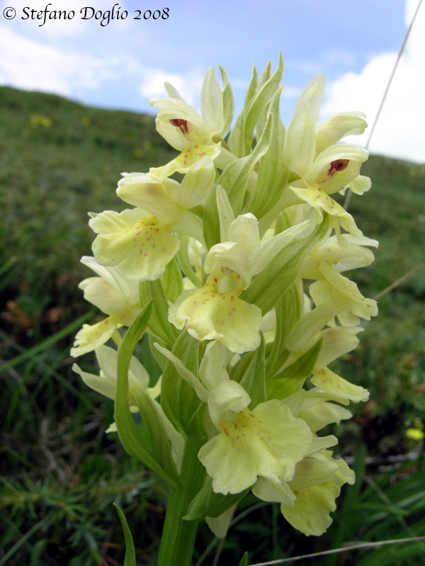 Orchis spitzelii e altro dai Simbruini